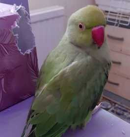 Lost Indian Ringneck Parakeet