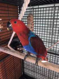 Lost Eclectus