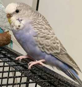 Lost Budgerigar