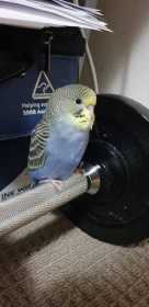 Lost Budgerigar