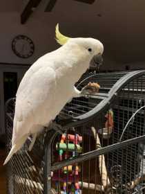 Lost Cockatoo