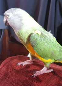 Lost Senegal