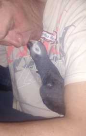 Lost African Grey