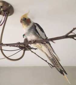 Lost Cockatiel