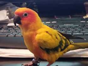 Lost Conure