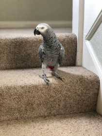 Lost African Grey