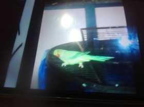 Lost Indian Ringneck Parakeet