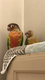 Lost Conure