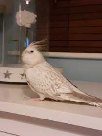 Lost Cockatiel