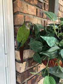 Lost Conure