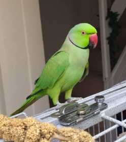 Lost Indian Ringneck Parakeet