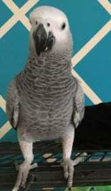 Lost African Grey