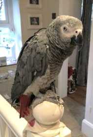 Lost African Grey