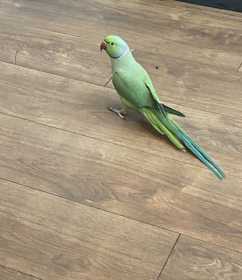 Lost Indian Ringneck Parakeet