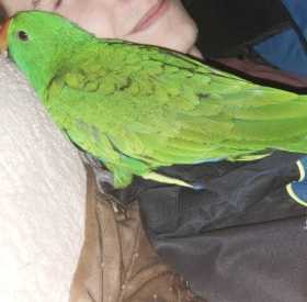 Lost Eclectus