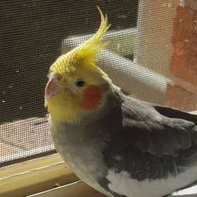 Lost Cockatiel