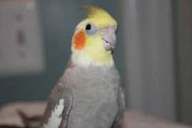 Lost Cockatiel