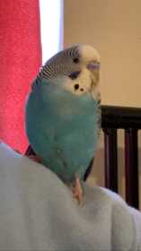 Lost Budgerigar