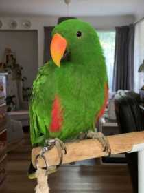 Lost Eclectus