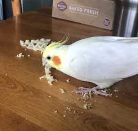 Lost Cockatiel