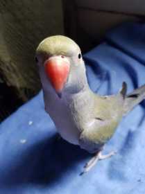 Lost Indian Ringneck Parakeet