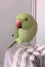 Lost Indian Ringneck Parakeet