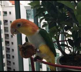 Lost Caique
