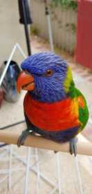 Lost Lory / Lorikeet