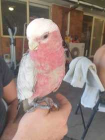 Lost Galah Cockatoo