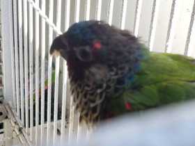 Lost Conure