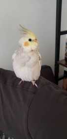 Lost Cockatiel