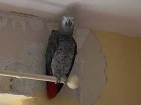 Lost African Grey