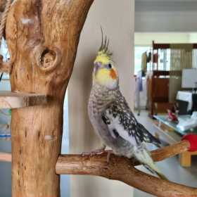 Lost Cockatiel