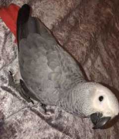 Lost African Grey