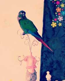 Lost Conure