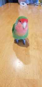 Lost Lovebird