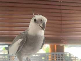 Lost Cockatiel