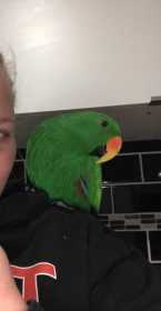 Lost Eclectus