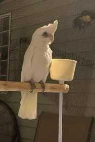 Lost Cockatoo