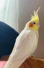 Lost Cockatiel