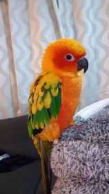 Lost Conure