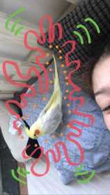 Lost Cockatiel