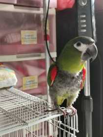 Lost Macaw