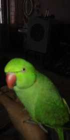 Lost Indian Ringneck Parakeet