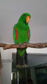 Lost Eclectus