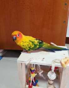 Lost Conure