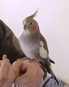 Lost Cockatiel