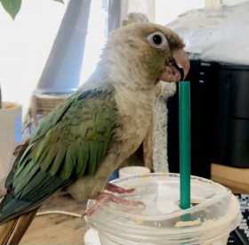 Lost Conure