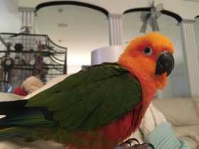 Lost Conure