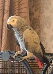 Lost African Grey